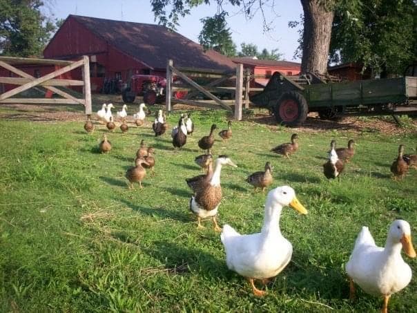 Stearns Homestead Farmers' Market