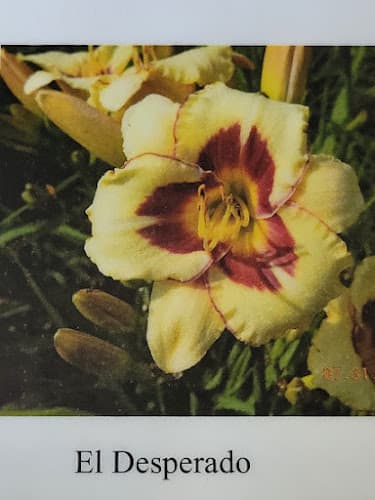 Dodgeville Farmers Market