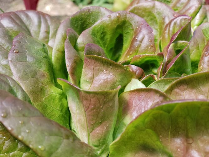 Local Roots Market & Cafe - Ashland