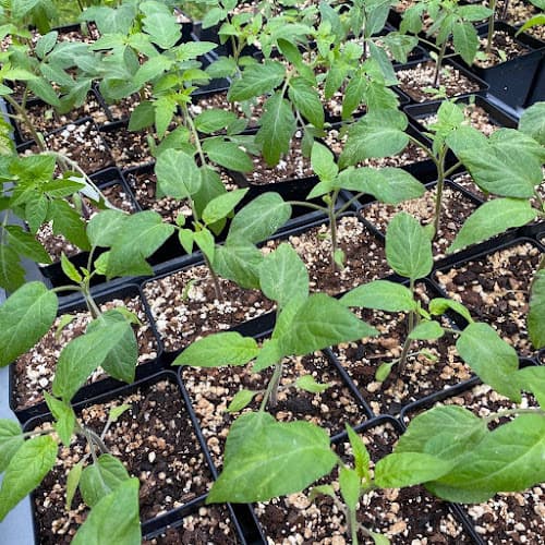 Carencro Cultural District Farmers Market