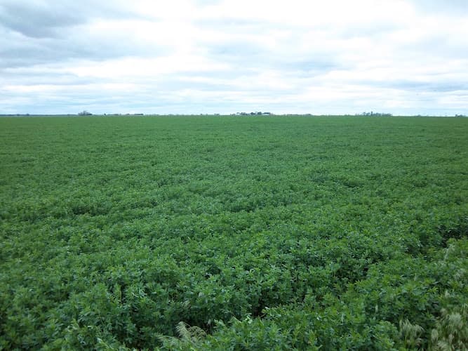 Cozad Farmers Market
