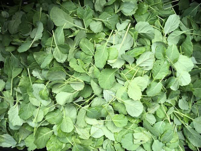 Sundays on the Island