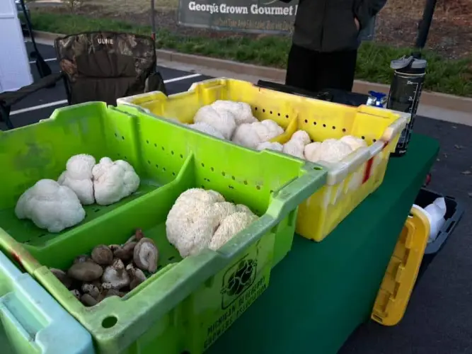 Brookwood Farmers Market