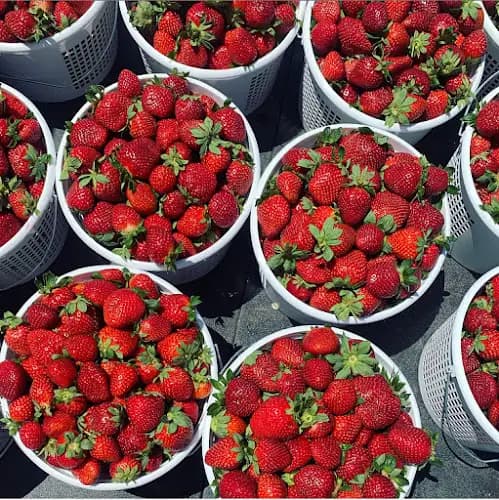 Buy Fresh Buy Local of North Carolina Farmers Market - Spencer