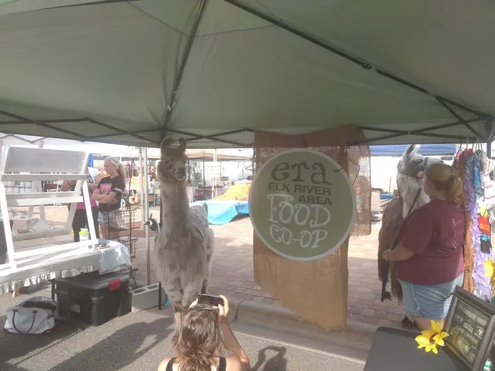 Cambridge Farmers Market photo 2