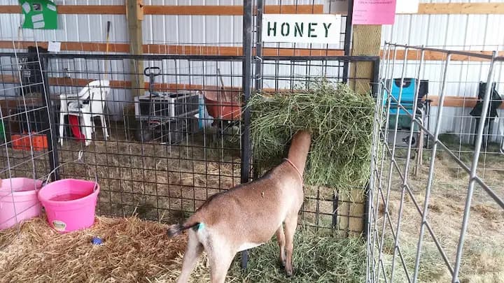 Clayton Farmers Market and Small Farm Animals
