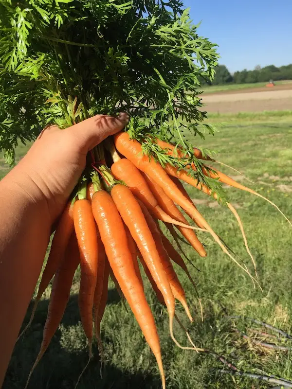 Congerville Farmers Market