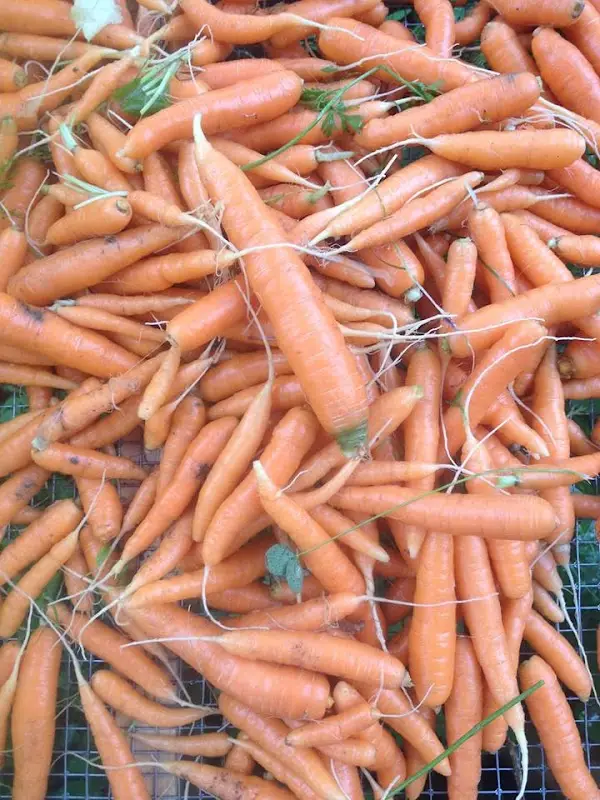 Farmington Farmers Market
