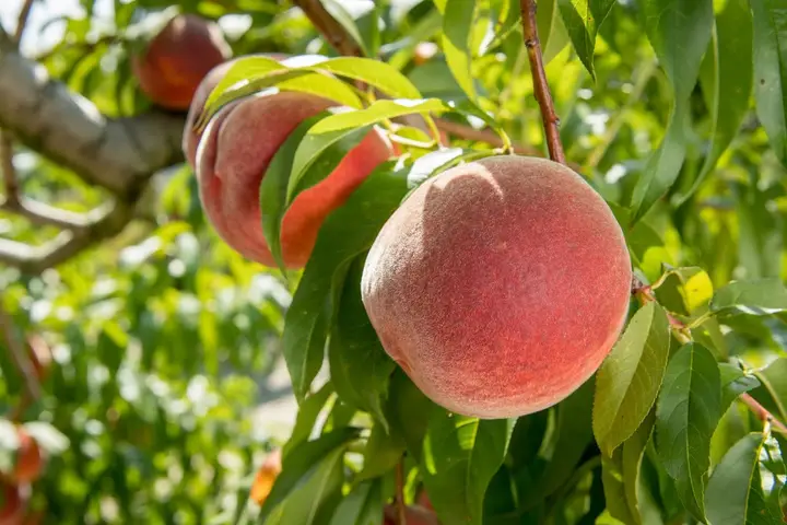 Fenwick Island Farmers Market