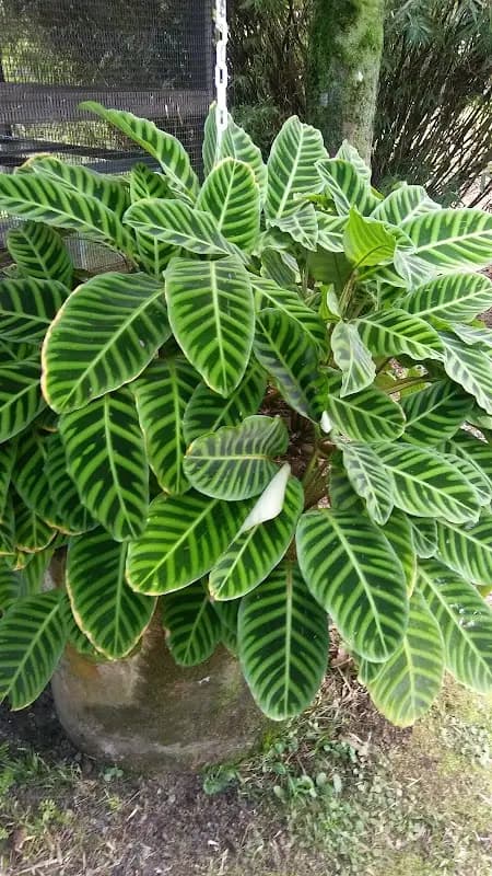 Fern Forest Town Market