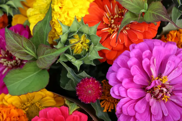 Grants Pass Growers' Market photo 2