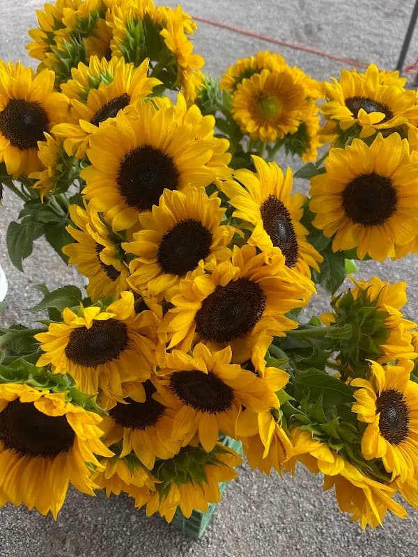 Heirloom Rillito Park Farmers Market photo 2