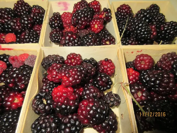 Hopkins Farmers Winter Market
