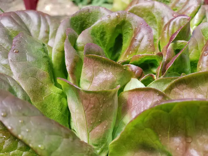 Local Roots Market & Cafe - Ashland