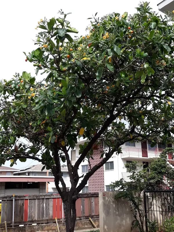 Makiki District Park (People's Open Market)
