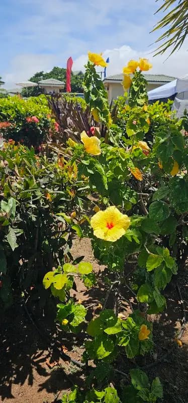 Maui Swap Meet photo 2