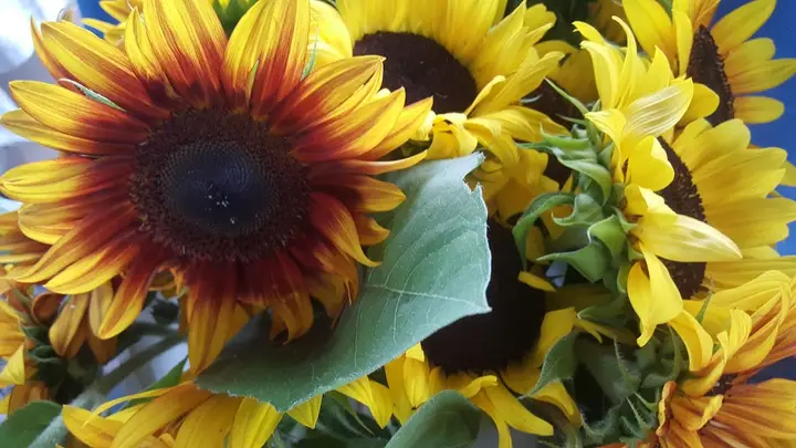 Millheim Farmers Market