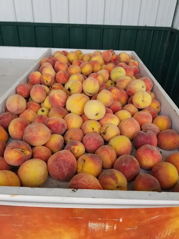 New Carlisle Farmer's Market