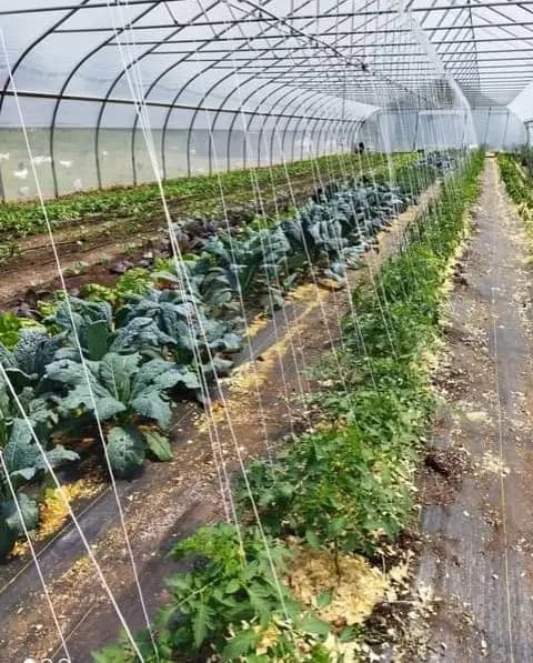 Osma Acres Farmers Market photo 2