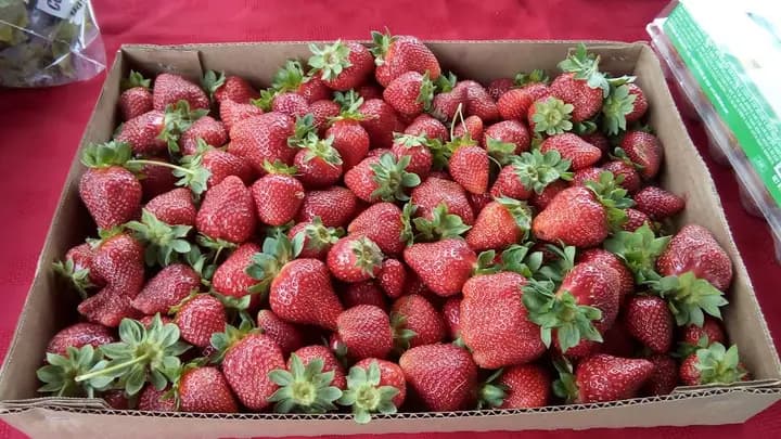 Person County Farmers Market