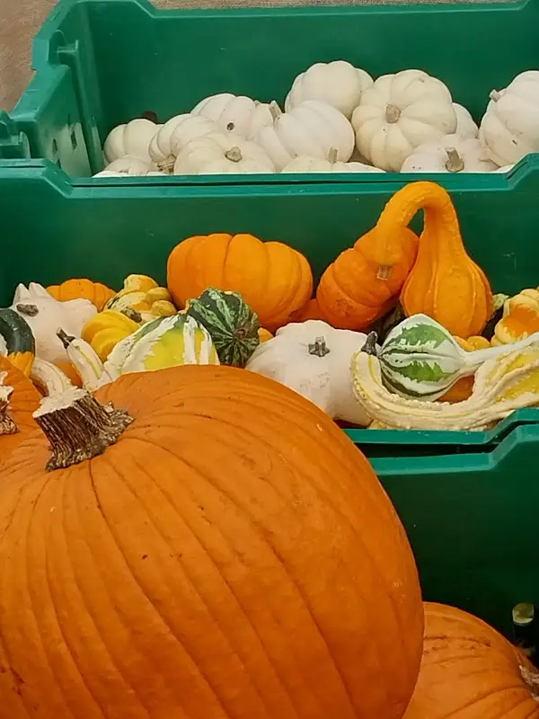 Saco Farmers' & Artisans' Market photo 2