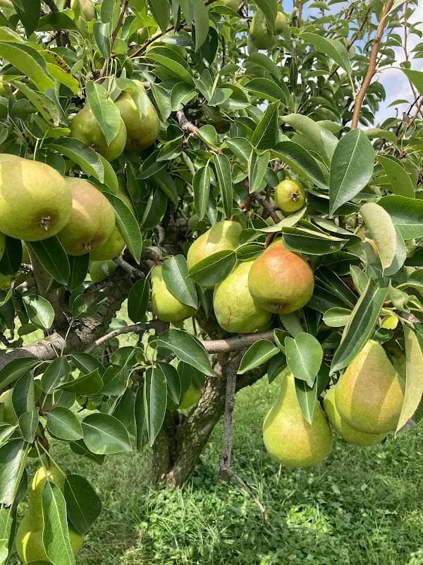 Schmidt Family Farms photo 2