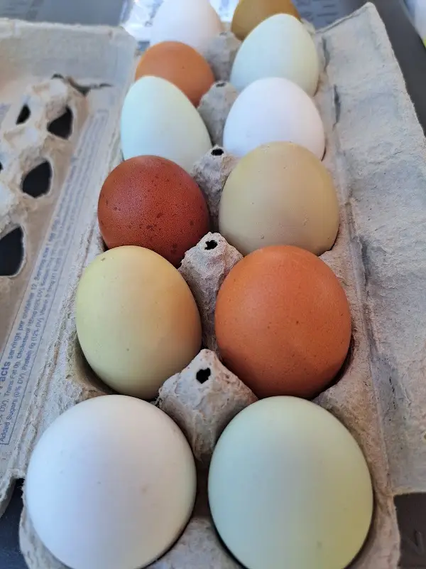 South Hadley Farmers' Market photo 2