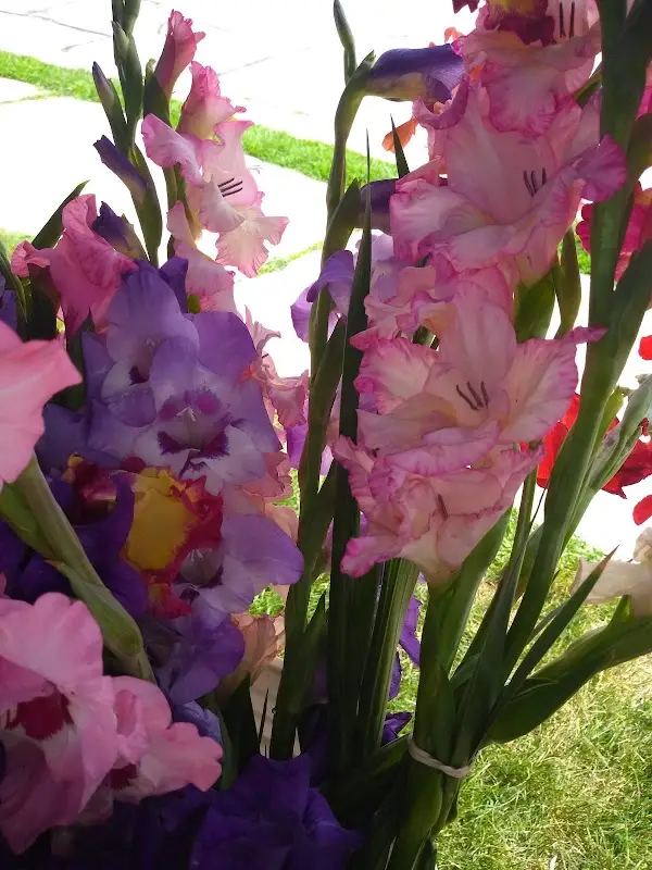 South Madison Farmers Market