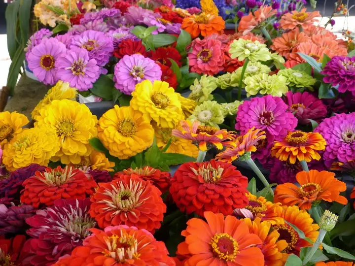 Spring Lake Farm & Garden Market