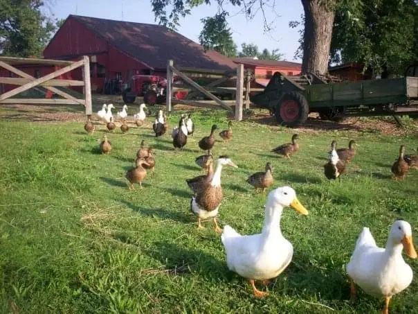 Stearns Homestead Farmers' Market