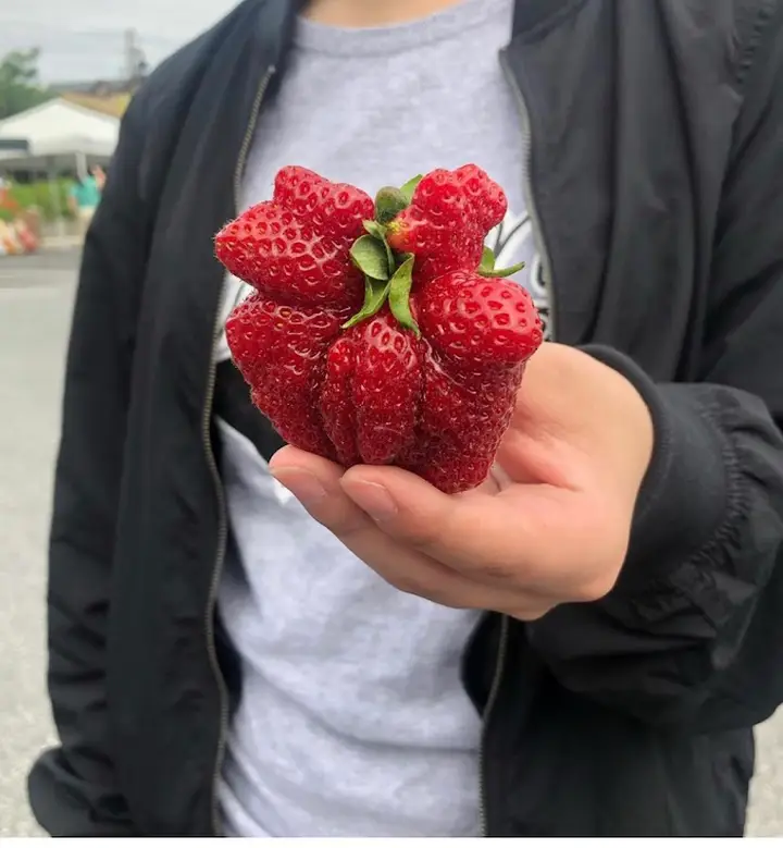 Swarthmore Farmers Market photo 2