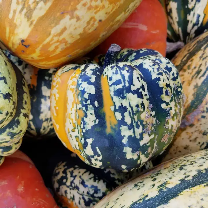 Tenino Farmers Market