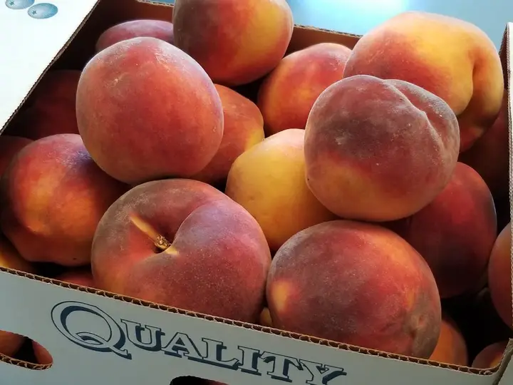 Volk Fruit Farm