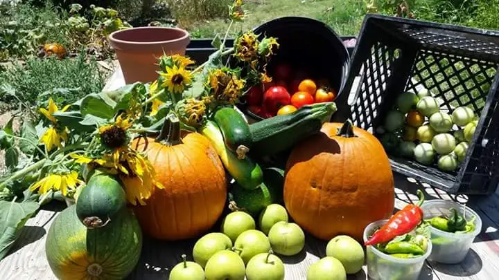 Wasco Farmers Market