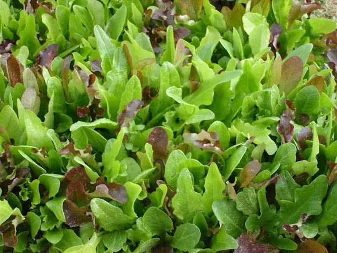 Wyoming Ave. Farmers' Market, LLC